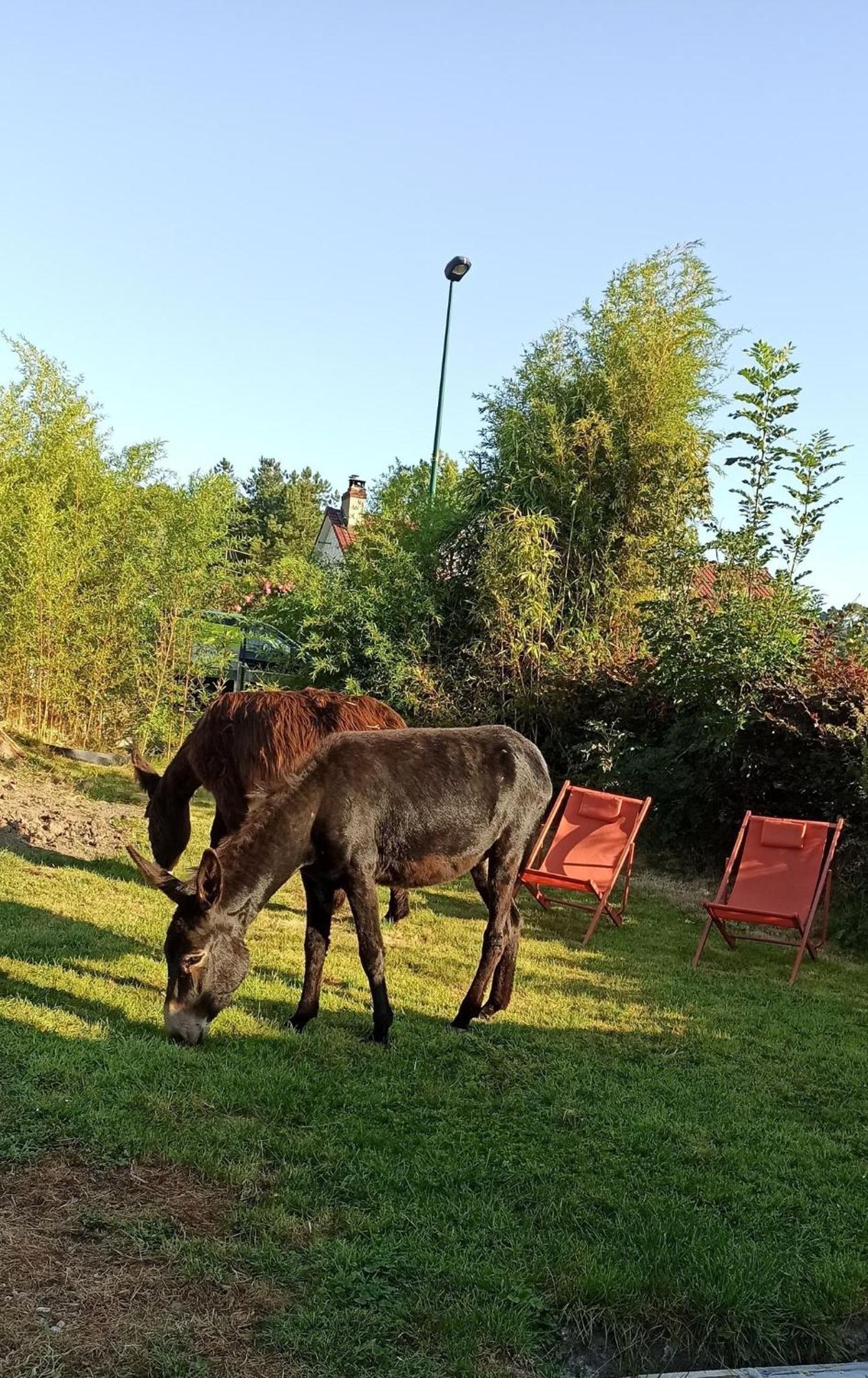Les Anes Du Chateau D Hardelot, Pour 2 A 5 Pers * Condette